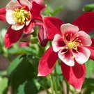 Crimson Star Columbine  100 Seeds  Aquilegia caerulea