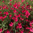 Red Flax 100 Seeds Linum grandiflorum Red Flax 100 Seeds Linum grandiflorum