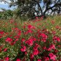 Red Flax 100 Seeds Linum grandiflorum