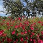 Red Flax 100 Seeds Linum grandiflorum