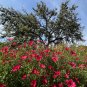 Red Flax 100 Seeds Linum grandiflorum