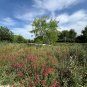 Red Flax 100 Seeds Linum grandiflorum