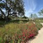 Red Flax 100 Seeds Linum grandiflorum