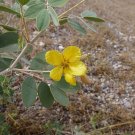 Desert Senna 20 Seeds Cassia covesii Desert Senna 20 Seeds Cassia covesii
