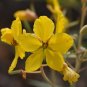 Desert Senna 20 Seeds Cassia covesii
