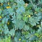 Desert Senna 20 Seeds Cassia covesii