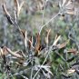 Desert Senna 20 Seeds Cassia covesii