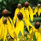 Yellow Coneflower 100 Seeds Ratibida pinnata Yellow Coneflower 100 Seeds Ratibida pinnata