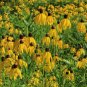 Yellow Coneflower 100 Seeds Ratibida pinnata
