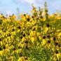 Yellow Coneflower 100 Seeds Ratibida pinnata