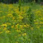 Yellow Coneflower 100 Seeds Ratibida pinnata