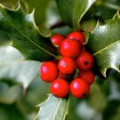 English Holly 30 Seeds Ilex aquifolium English Holly 30 Seeds Ilex aquifolium