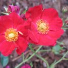 Red Moss Rose 100 Seeds Portulaca grandiflora Red Moss Rose 100 Seeds Portulaca grandiflora