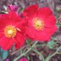 Red Moss Rose 100 Seeds Portulaca grandiflora