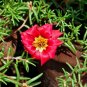 Red Moss Rose 100 Seeds Portulaca grandiflora