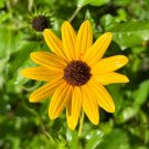 Beach Sunflower Helianthus debilis 20 Seeds Beach Sunflower Helianthus debilis 20 Seeds