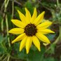 Beach Sunflower Helianthus debilis 20 Seeds