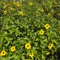 Beach Sunflower Helianthus debilis 20 Seeds
