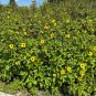 Beach Sunflower Helianthus debilis 20 Seeds