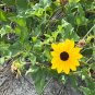 Beach Sunflower Helianthus debilis 20 Seeds