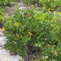 Beach Sunflower Helianthus debilis 20 Seeds