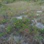 Beach Sunflower Helianthus debilis 20 Seeds