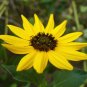 Beach Sunflower Helianthus debilis 20 Seeds