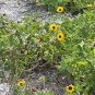 Beach Sunflower Helianthus debilis 20 Seeds
