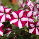 Star Petunia  100 Seeds  Petunia Multiflora