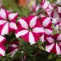 Star Petunia  100 Seeds  Petunia Multiflora