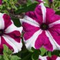 Star Petunia  100 Seeds  Petunia Multiflora