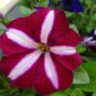 Star Petunia  100 Seeds  Petunia Multiflora