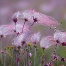 Prairie Smoke  20 Seeds  Geum triflorum