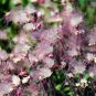 Prairie Smoke 20 Seeds Geum triflorum