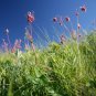 Prairie Smoke 20 Seeds Geum triflorum