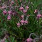 Prairie Smoke 20 Seeds Geum triflorum