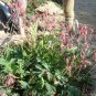 Prairie Smoke 20 Seeds Geum triflorum