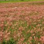 Prairie Smoke 20 Seeds Geum triflorum