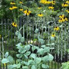 Giant Coneflower Rudbeckia maxima 100 Seeds