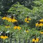 Giant Coneflower Rudbeckia maxima 100 Seeds