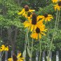 Giant Coneflower Rudbeckia maxima 100 Seeds