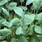 Giant Coneflower Rudbeckia maxima 100 Seeds