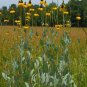 Giant Coneflower Rudbeckia maxima 100 Seeds