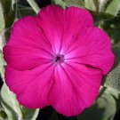 Rose Campion 100 Seeds Lychnis coronaria Rose Campion 100 Seeds Lychnis coronaria