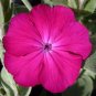 Rose Campion 100 Seeds Lychnis coronaria