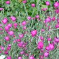 Rose Campion 100 Seeds Lychnis coronaria