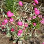 Rose Campion 100 Seeds Lychnis coronaria