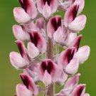 Lady Lupine Lupinus villosus 20 Seeds