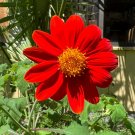 Mexican Sunflower Tithonia speciosa 100 Seeds Mexican Sunflower Tithonia speciosa 100 Seeds