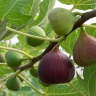 Common Fig Ficus carica 100 Seeds Common Fig Ficus carica 100 Seeds